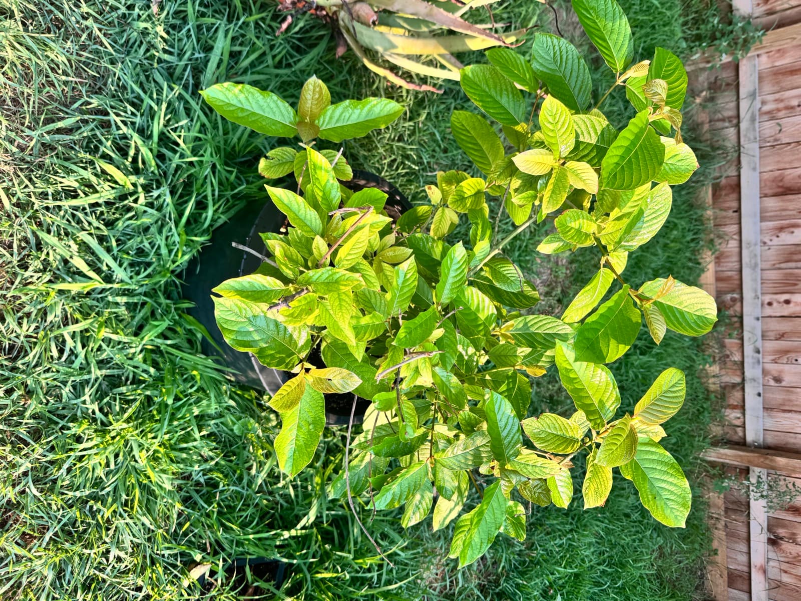 A living kratom tree (Mitragyna speciosa) grown on American soil for Koala Tea Kratom