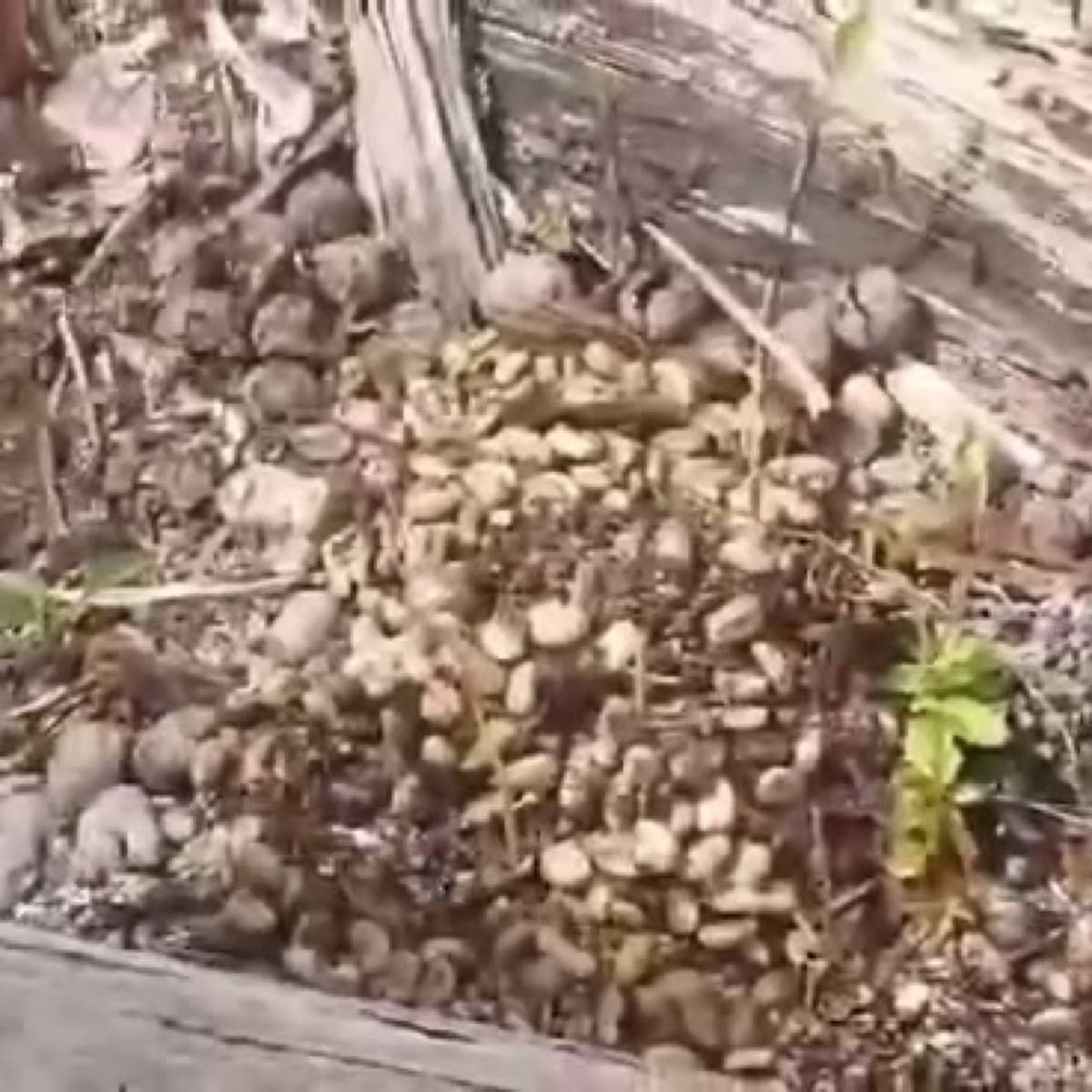 Kopi luwak being collected by hand from a fallen log on an Indonesian hillside plantation