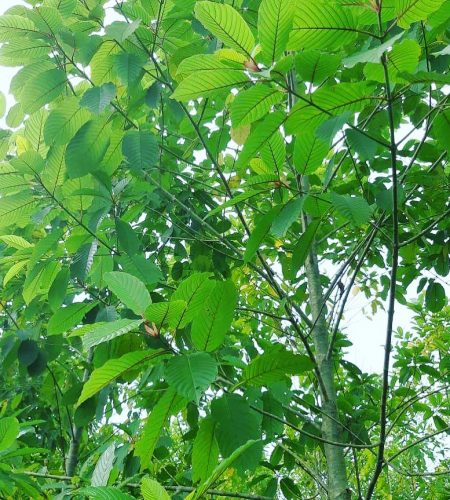 Kratom